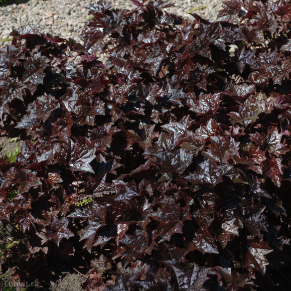 Гейхера Блэкаут (Blackout) купить с доставкой Гейхера Блэкаут (Blackout) купить с доставкой