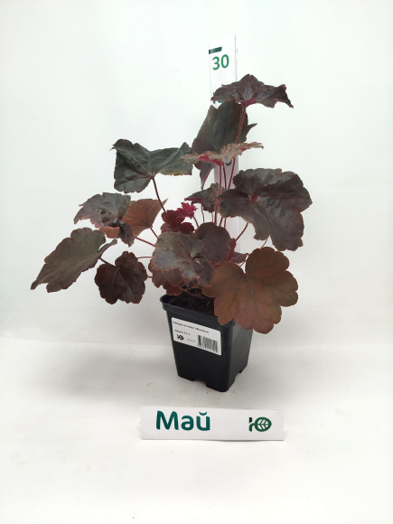 Гейхера Блэкаут (Blackout) купить с доставкой Гейхера Блэкаут (Blackout) купить с доставкой