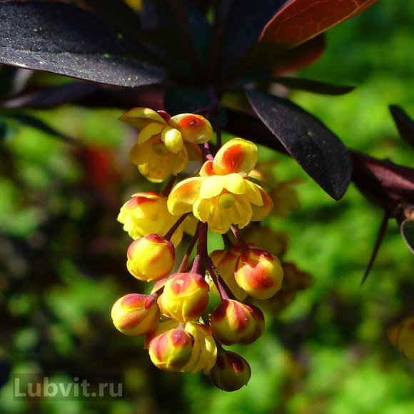 Барбарис Аурикома (Auricoma) купить с доставкой Барбарис Аурикома (Auricoma) купить с доставкой