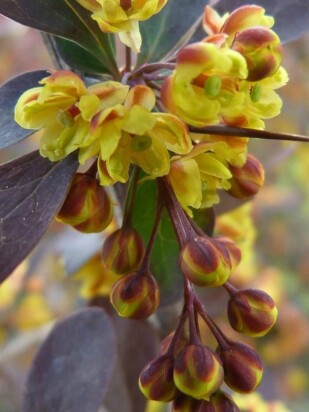 Барбарис Аурикома (Auricoma) Барбарис Аурикома (Auricoma)