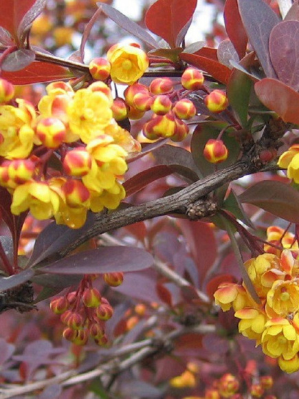 Барбарис Аурикома (Auricoma) купить с доставкой