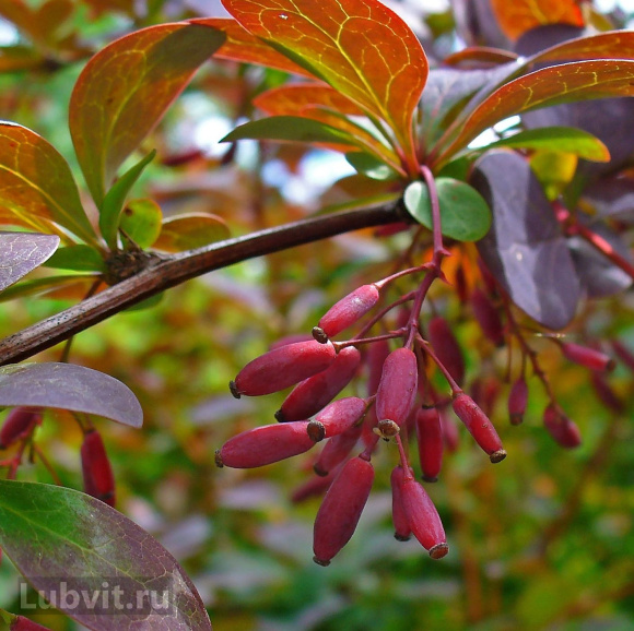 Барбарис Аурикома (Auricoma) купить с доставкой Барбарис Аурикома (Auricoma) купить с доставкой