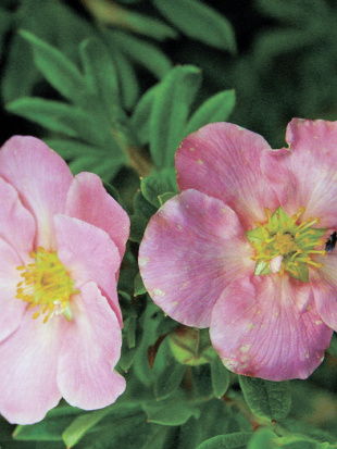 Лапчатка Флоппи Диск (Floppy Disk)