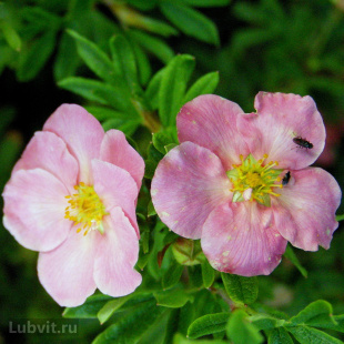 Лапчатка Флоппи Диск (Floppy Disk)