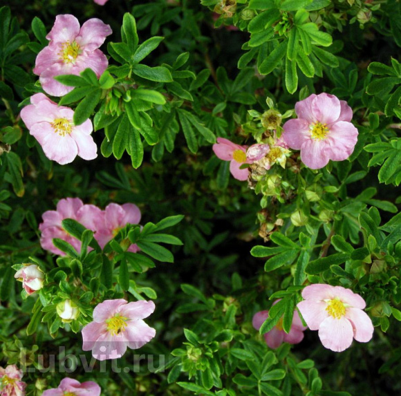 Лапчатка Флоппи Диск (Floppy Disk) купить с доставкой Лапчатка Флоппи Диск (Floppy Disk) купить с доставкой