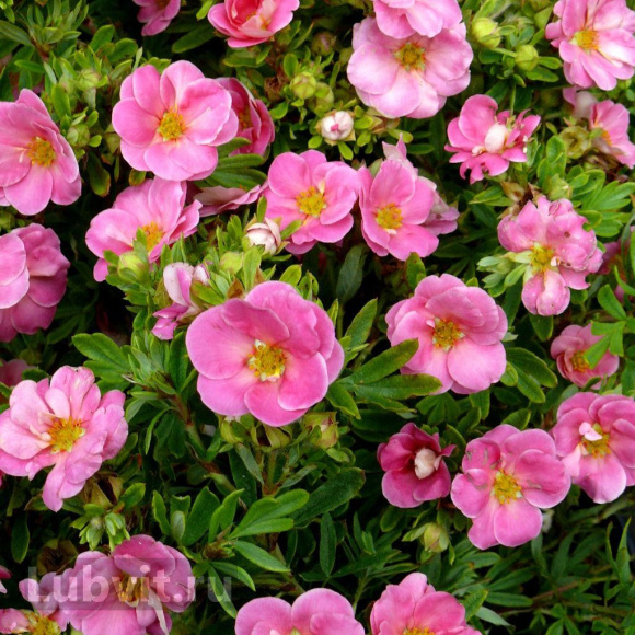 Лапчатка Флоппи Диск (Floppy Disk) купить с доставкой Лапчатка Флоппи Диск (Floppy Disk) купить с доставкой