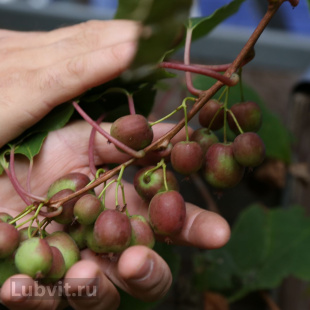 Актинидия Колбасиной