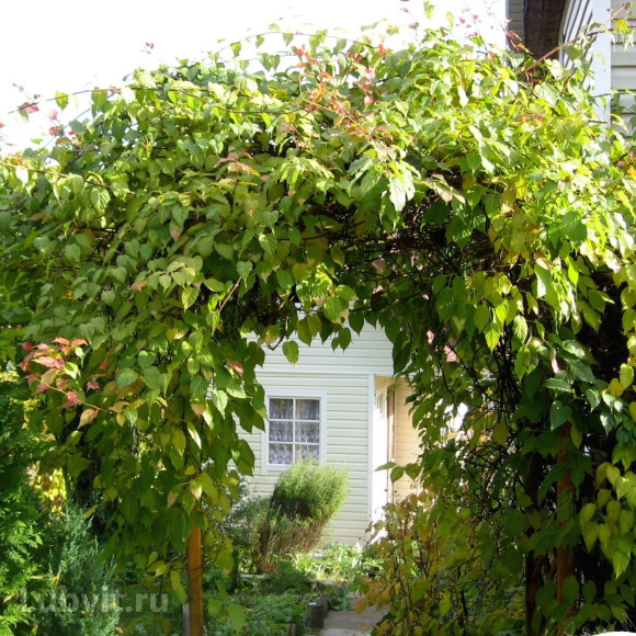 Актинидия Колбасиной купить с доставкой Актинидия Колбасиной купить с доставкой