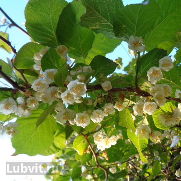 Актинидия Колбасиной купить с доставкой Актинидия Колбасиной купить с доставкой