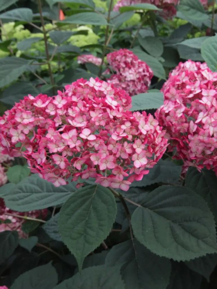 Гортензия Руби Аннабель (Ruby Annabelle) древовидная купить с доставкой