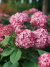 Гортензия Руби Аннабель (Ruby Annabelle) древовидная купить с доставкой