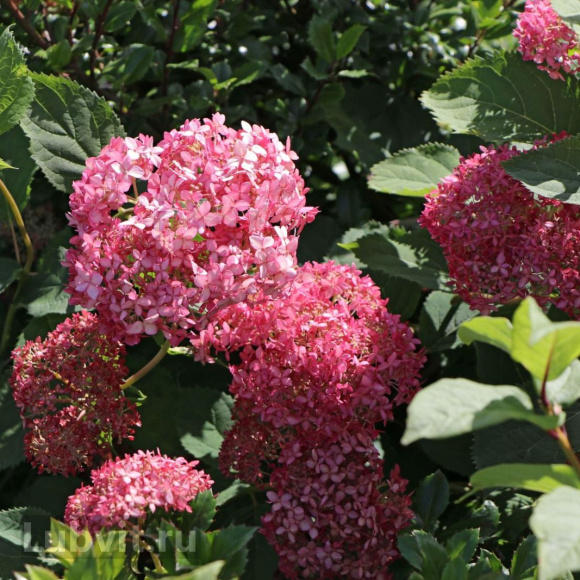 Гортензия Руби Аннабель (Ruby Annabelle) древовидная купить с доставкой