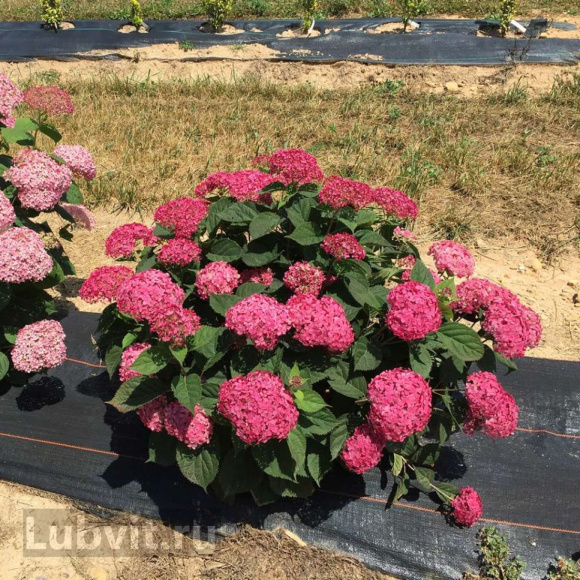Гортензия Руби Аннабель (Ruby Annabelle) древовидная купить с доставкой