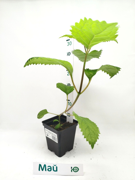 Гортензия Руби Аннабель (Ruby Annabelle) древовидная купить с доставкой