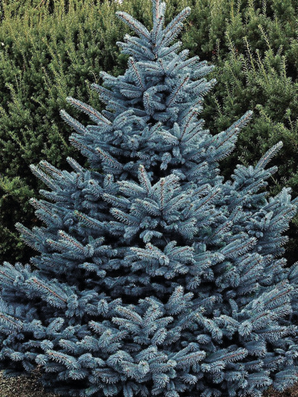 Ель Голубая Кебаб (Kaibab) купить с доставкой