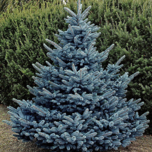 Ель Голубая Кебаб (Kaibab)