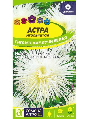 Астра Гигантские лучи Белая [Семена алтая]
