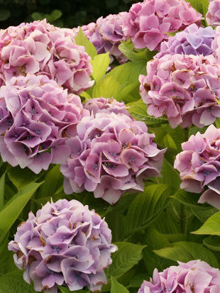 Гортензия Мэджикал Кристал (Magical Crystal) крупнолистная