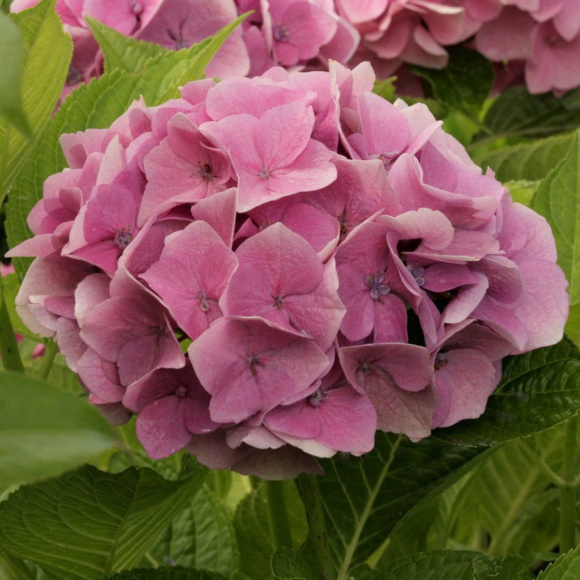 Гортензия Мэджикал Кристал (Magical Crystal) крупнолистная купить с доставкой