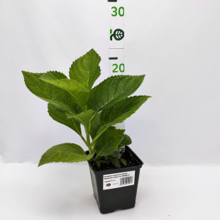 Гортензия Мэджикал Кристал (Magical Crystal) крупнолистная