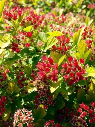 Пузыреплодник Меджикал Распберри Лемонад (Magical Raspberry Lemon) Пузыреплодник Меджикал Распберри Лемонад (Magical Raspberry Lemon)