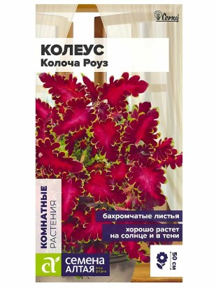 Цветы Колеус Колоча Роуз [Семена Алтая]