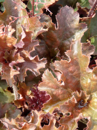 Гейхера Капучино (Cappuccino)