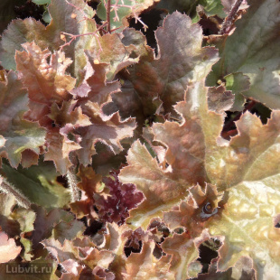 Гейхера Капучино (Cappuccino)