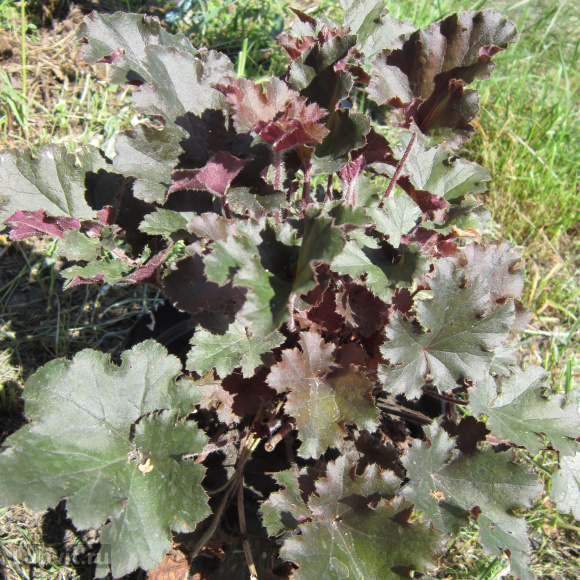 Гейхера Капучино (Cappuccino) купить с доставкой Гейхера Капучино (Cappuccino) купить с доставкой