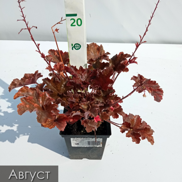 Гейхера Капучино (Cappuccino) купить с доставкой Гейхера Капучино (Cappuccino) купить с доставкой