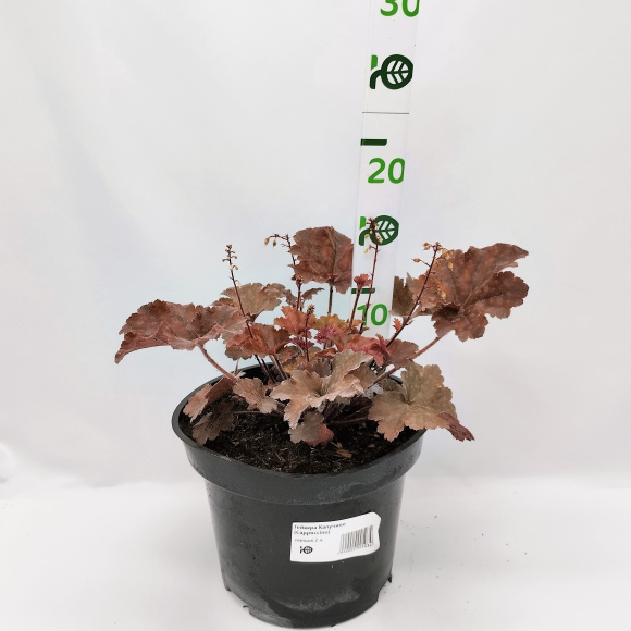 Гейхера Капучино (Cappuccino) купить с доставкой Гейхера Капучино (Cappuccino) купить с доставкой