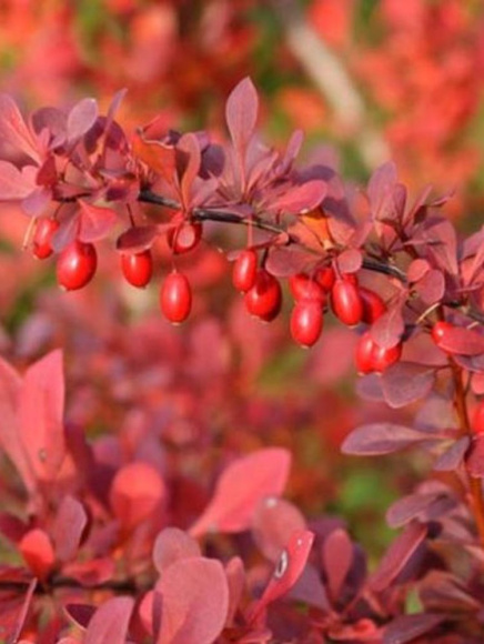 Барбарис Атропурпурея (Atropurpurea) купить с доставкой Барбарис Атропурпурея (Atropurpurea) купить с доставкой