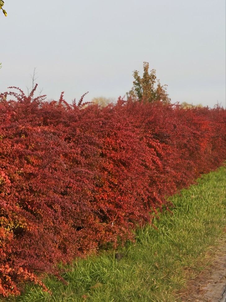 Барбарис Атропурпурея (Atropurpurea) купить с доставкой Барбарис Атропурпурея (Atropurpurea) купить с доставкой