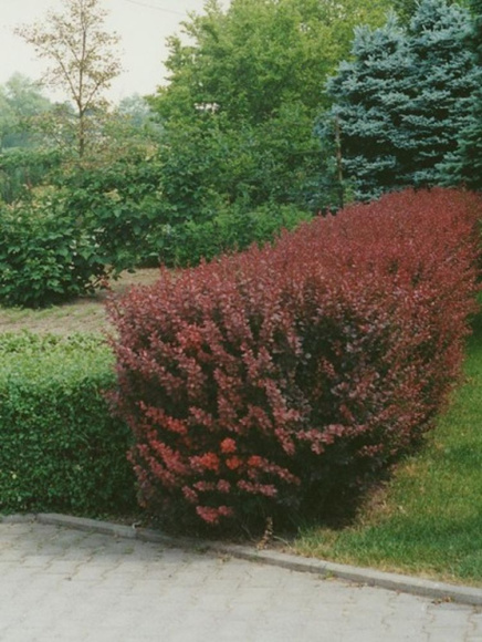 Барбарис Атропурпурея (Atropurpurea) купить с доставкой Барбарис Атропурпурея (Atropurpurea) купить с доставкой