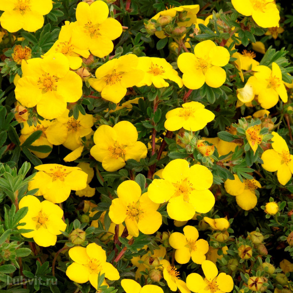 Лапчатка Голдстар (Goldstar) купить с доставкой Лапчатка Голдстар (Goldstar) купить с доставкой