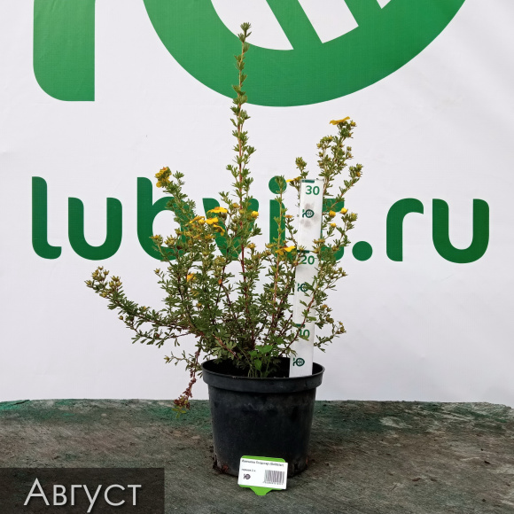 Лапчатка Голдстар (Goldstar) купить с доставкой Лапчатка Голдстар (Goldstar) купить с доставкой