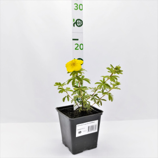 Лапчатка Голдстар (Goldstar) Лапчатка Голдстар (Goldstar)