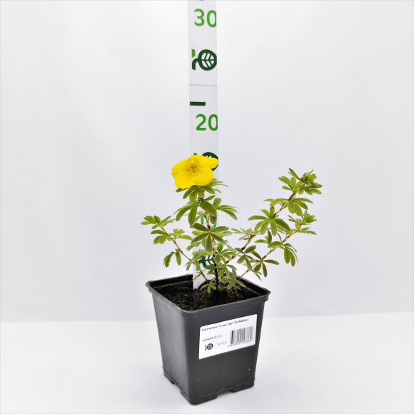 Лапчатка Голдстар (Goldstar) купить с доставкой Лапчатка Голдстар (Goldstar) купить с доставкой