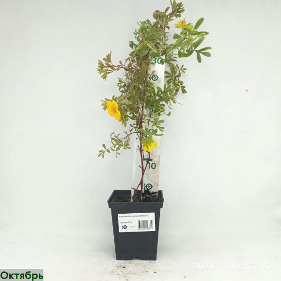 Лапчатка Голдстар (Goldstar) купить с доставкой Лапчатка Голдстар (Goldstar) купить с доставкой