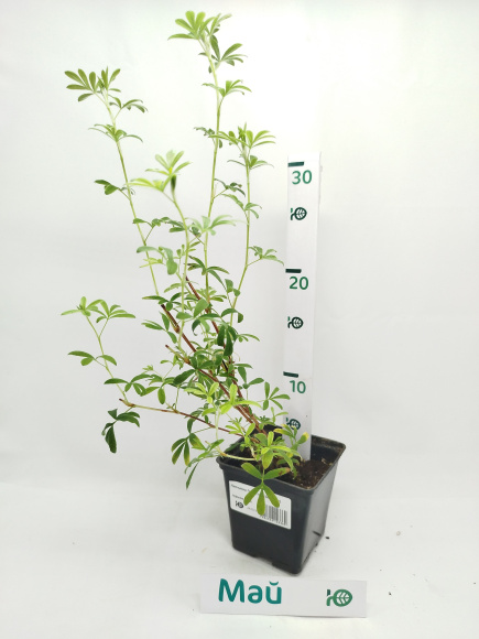 Лапчатка Голдстар (Goldstar) купить с доставкой Лапчатка Голдстар (Goldstar) купить с доставкой