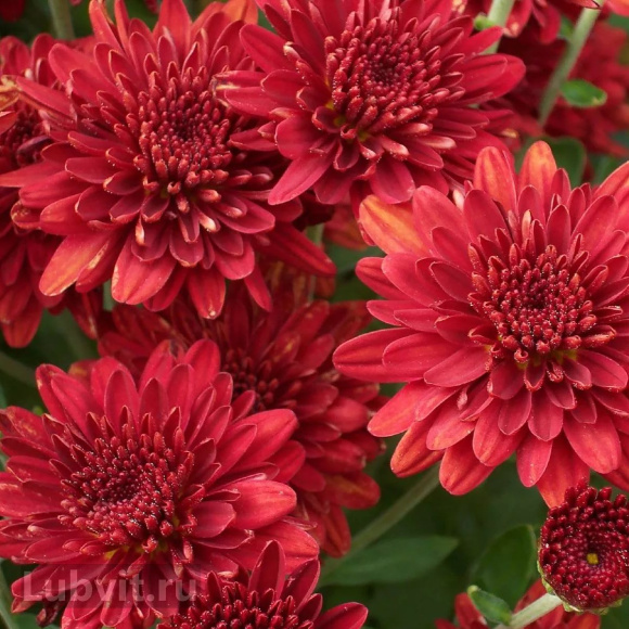 Хризантема мультифлора махровая бордовая купить с доставкой