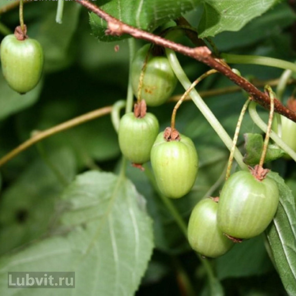 Актинидия Находка купить с доставкой