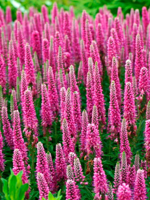 Вероника Хайдекинд (Heidekind)