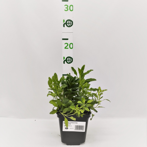 Вероника Хайдекинд (Heidekind) купить с доставкой Вероника Хайдекинд (Heidekind) купить с доставкой