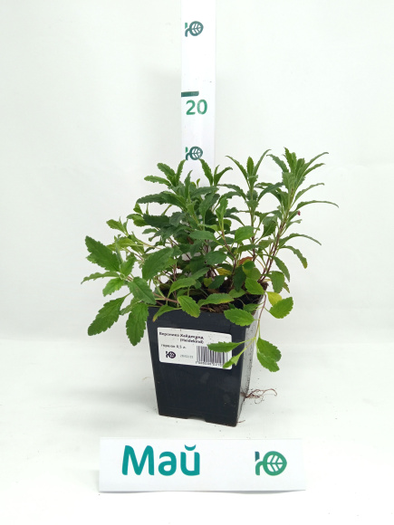 Вероника Хайдекинд (Heidekind) купить с доставкой Вероника Хайдекинд (Heidekind) купить с доставкой