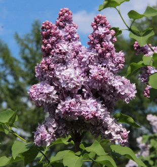 Сирень Андрюша Громов Сирень Андрюша Громов