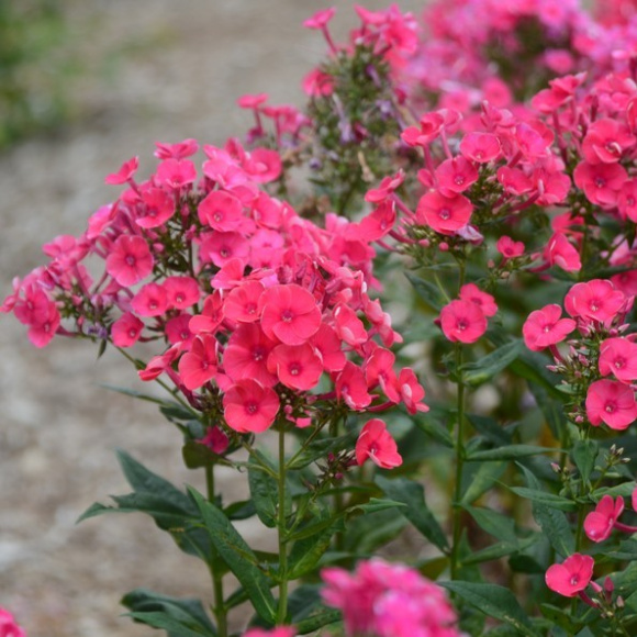 Флокс Гренадин Дрим (Grenadine Dream) купить с доставкой