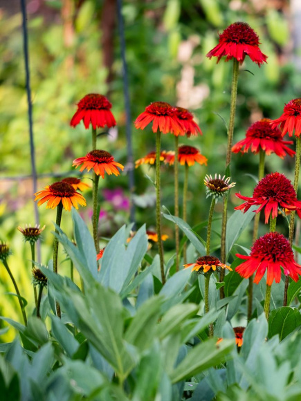 Эхинацея Свит Чили (Sweet Chili) купить с доставкой