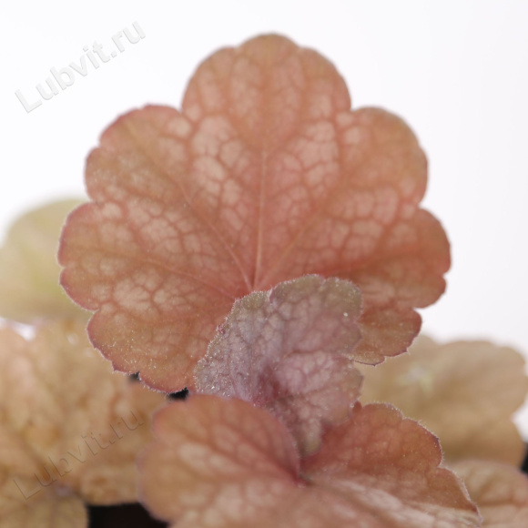 Гейхера Божоле (Beaujolais) купить с доставкой