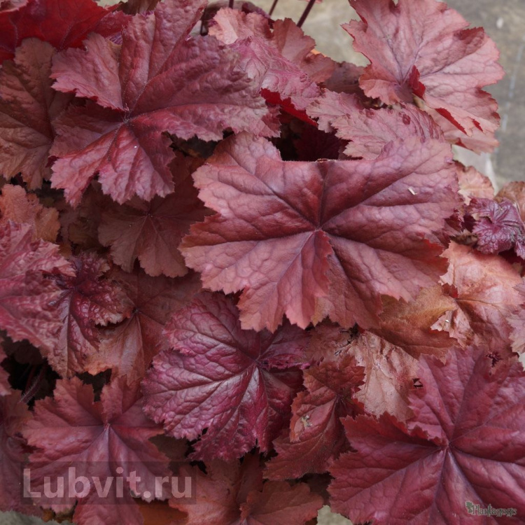 Гейхера Божоле (Beaujolais) можно купить недорого с доставкой в питомнике Любвитский